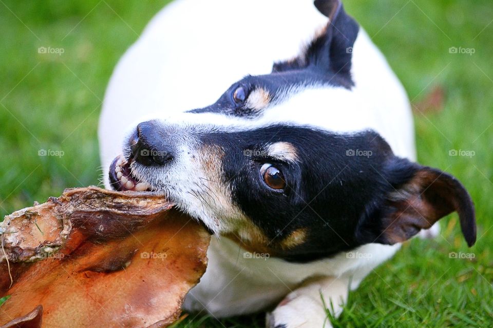 Dog chewing on a bone