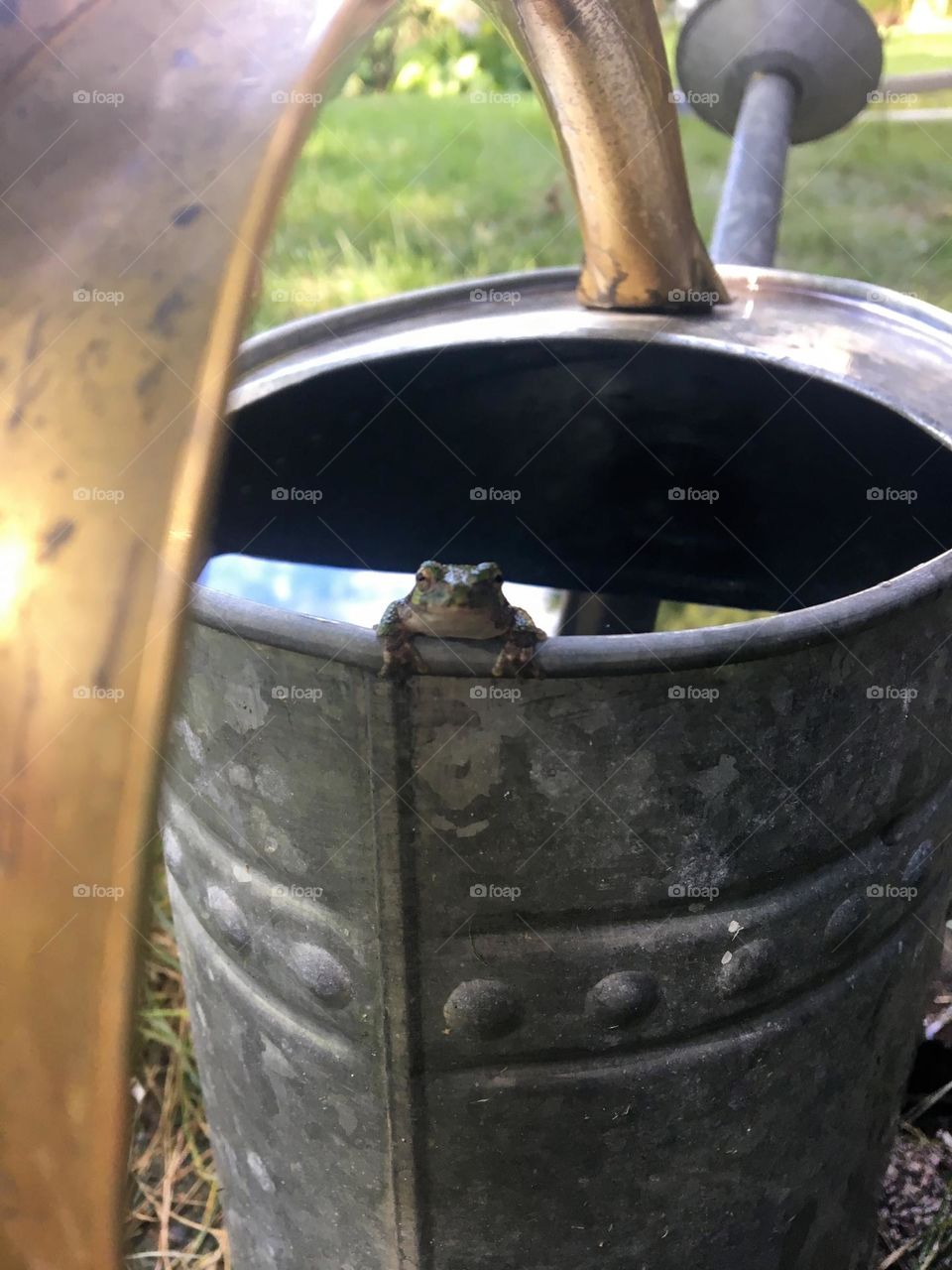 Garden friend hitching a ride