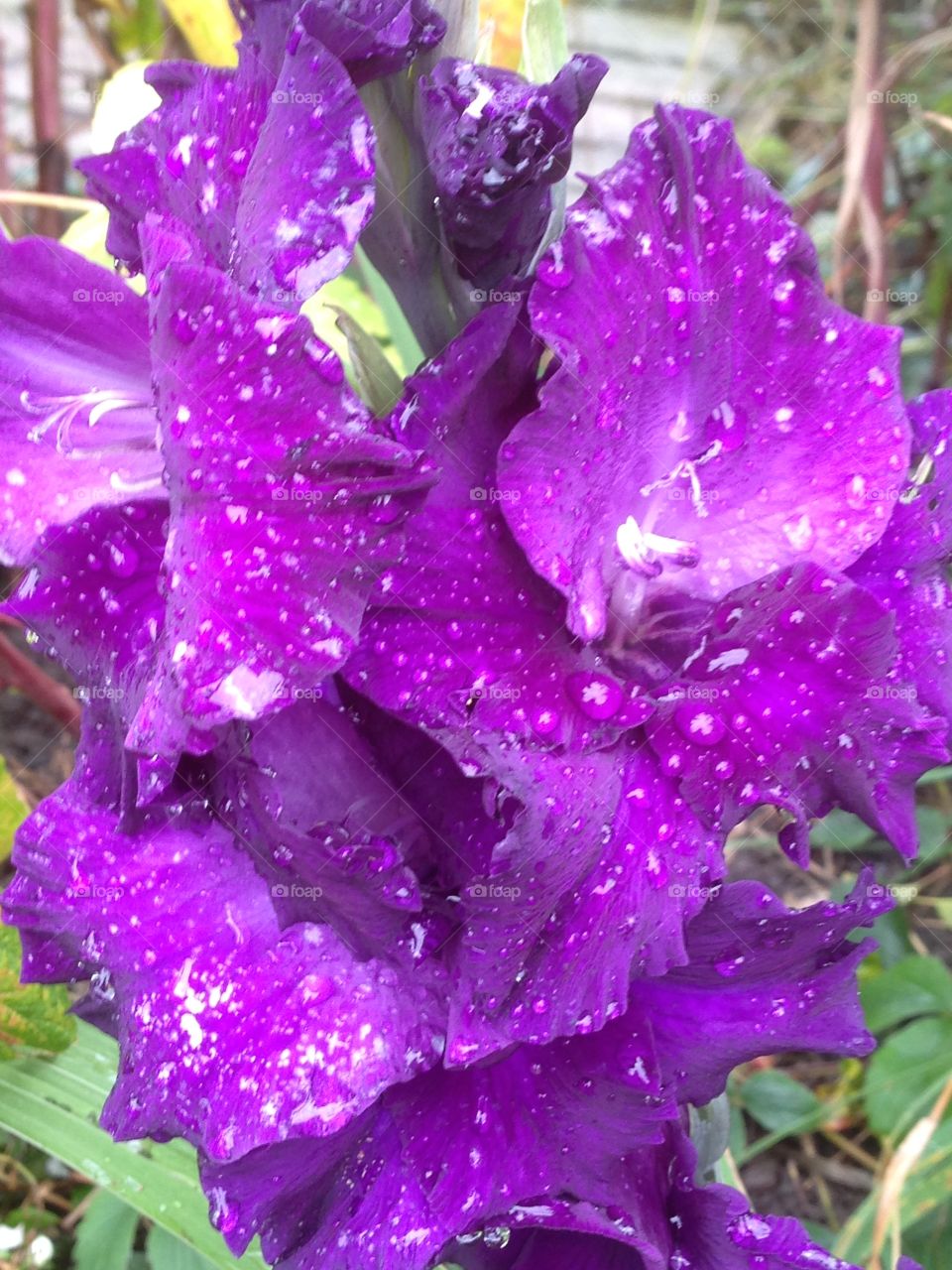 Purple Gladiolo with raindrops