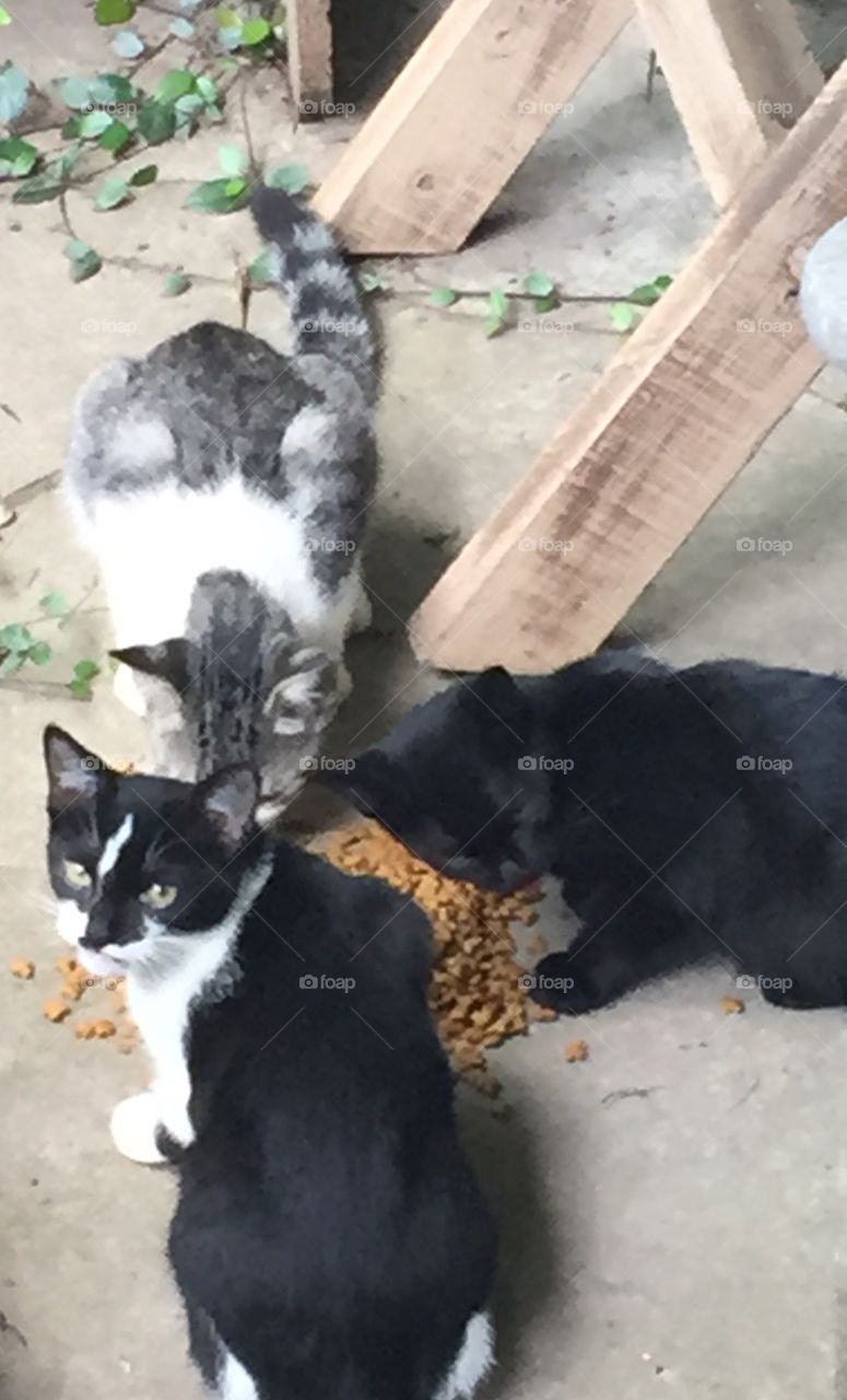 All three of the feral kittens. Feeding them is the only way I can get them to hold still 