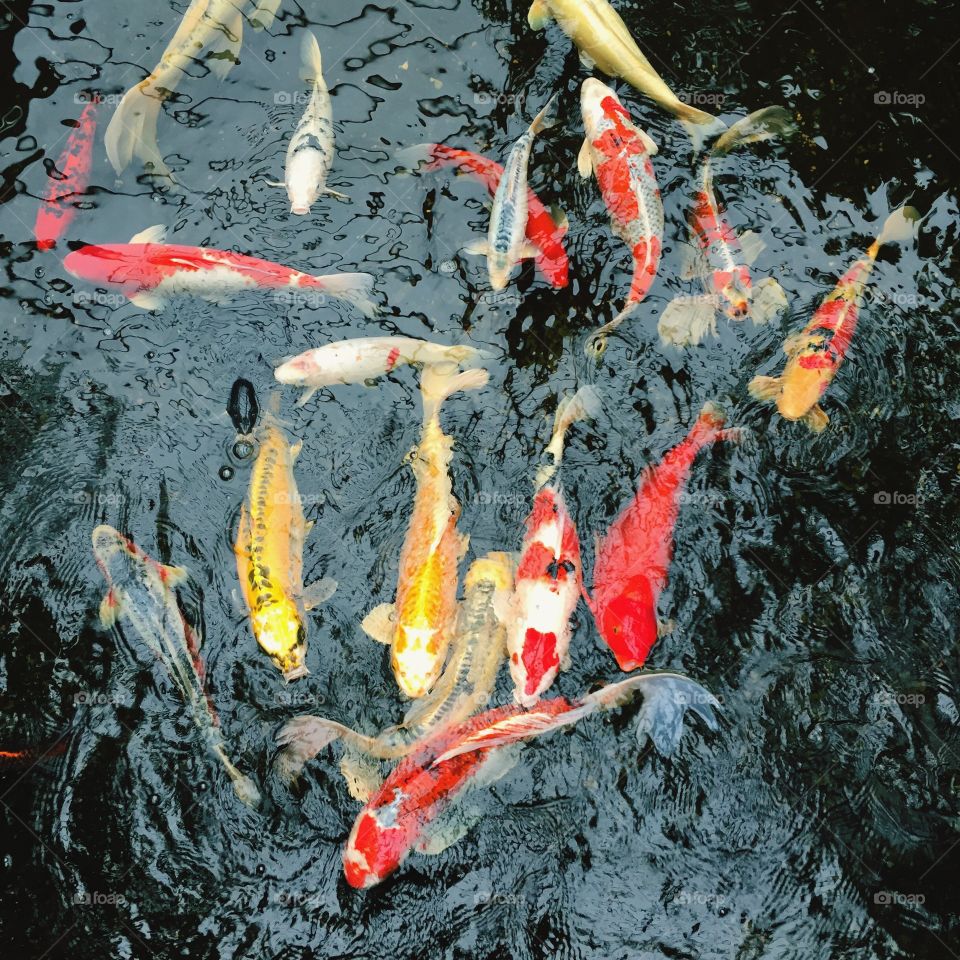 Carp koï pond