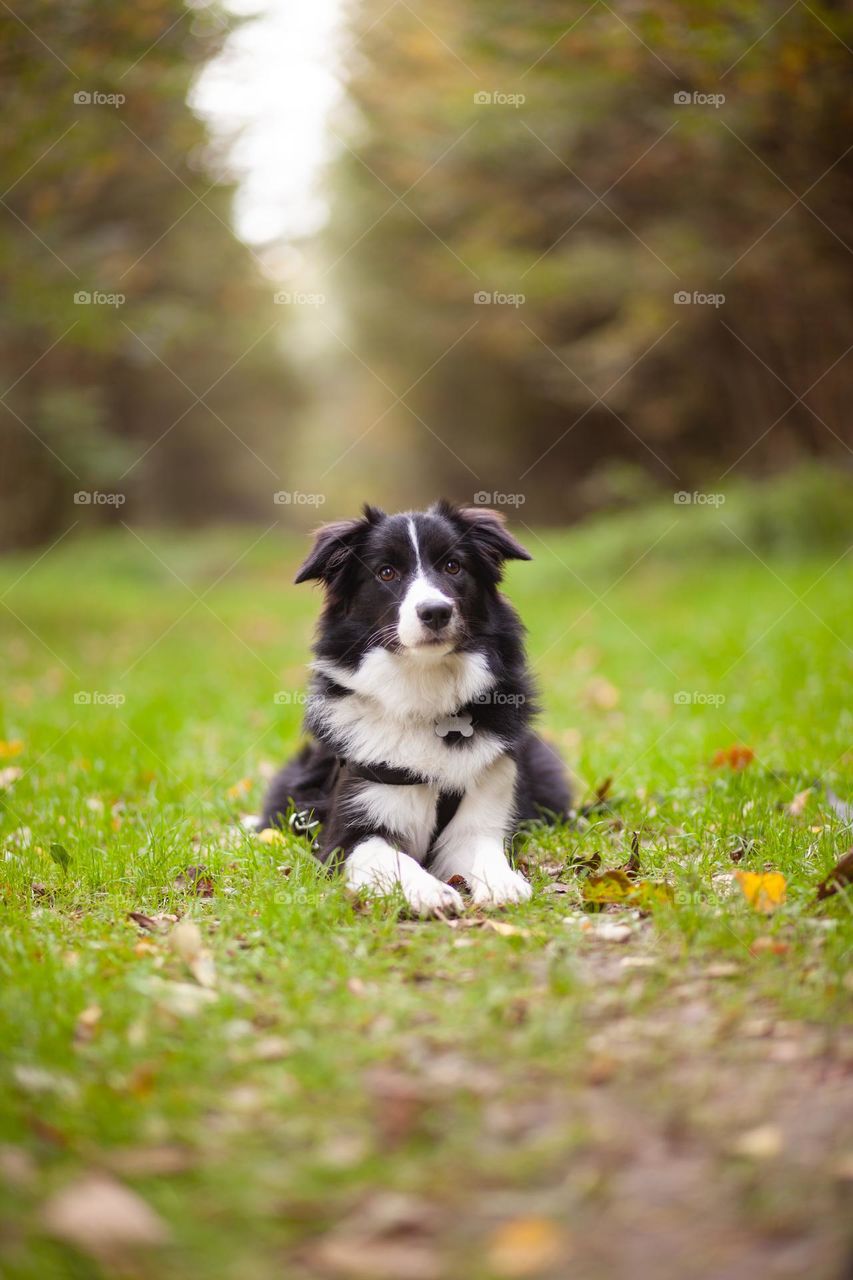 Border collie puppy 