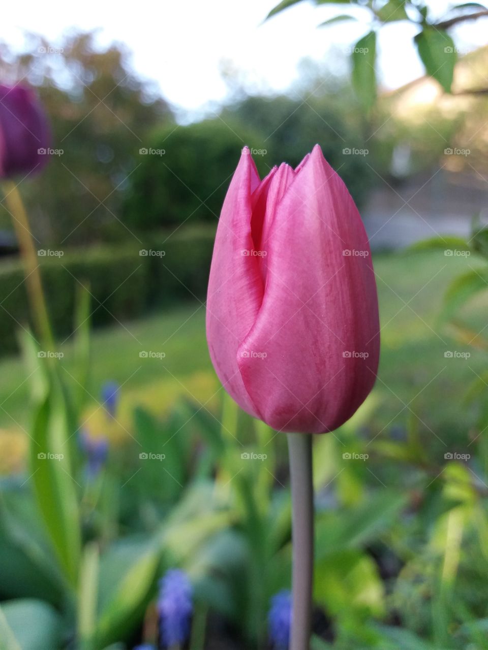 Fuchsia Tulip