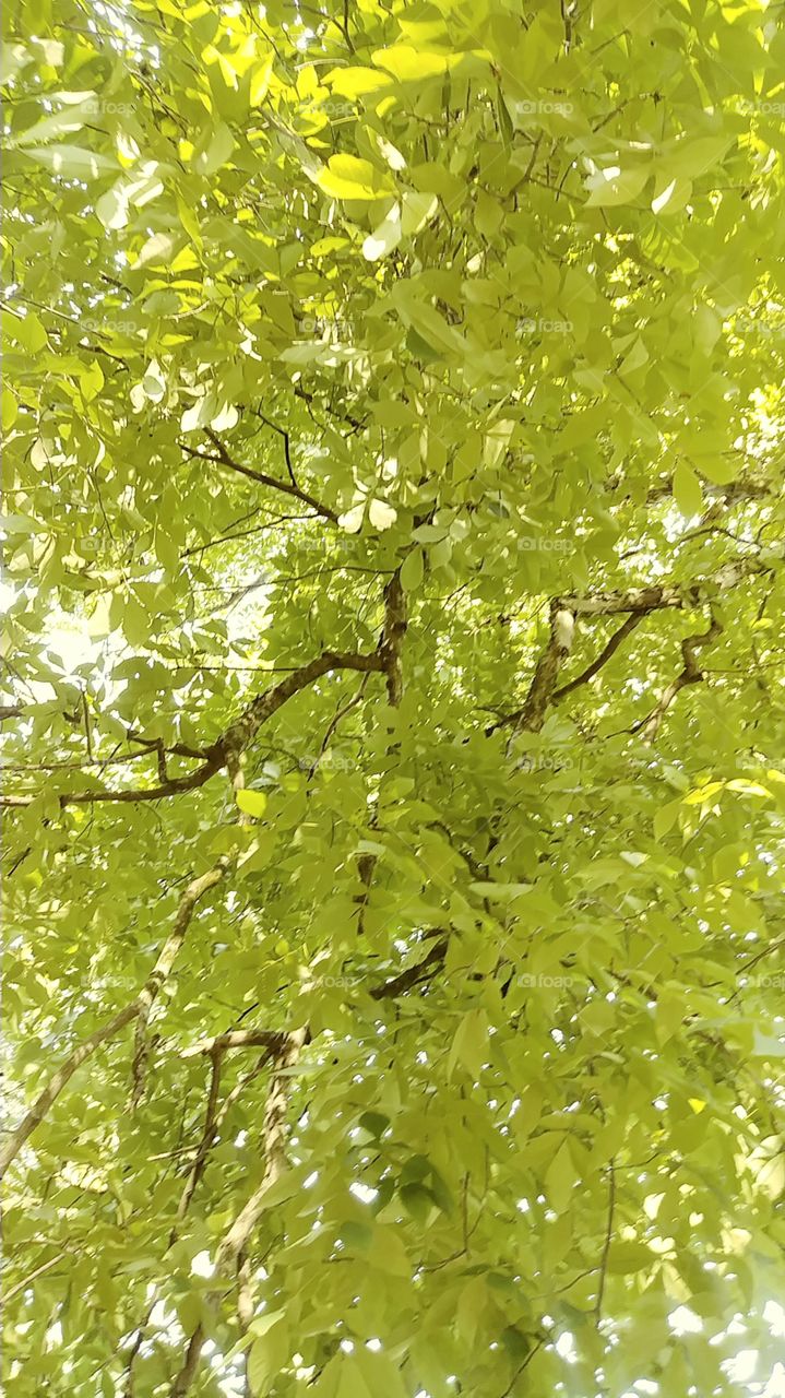 Mississippi summer tree