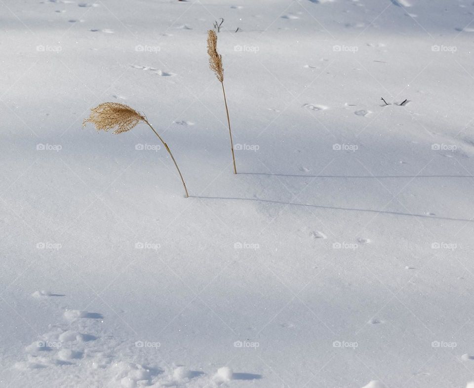 Simplicity in the snow