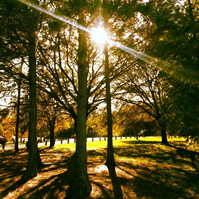 trees