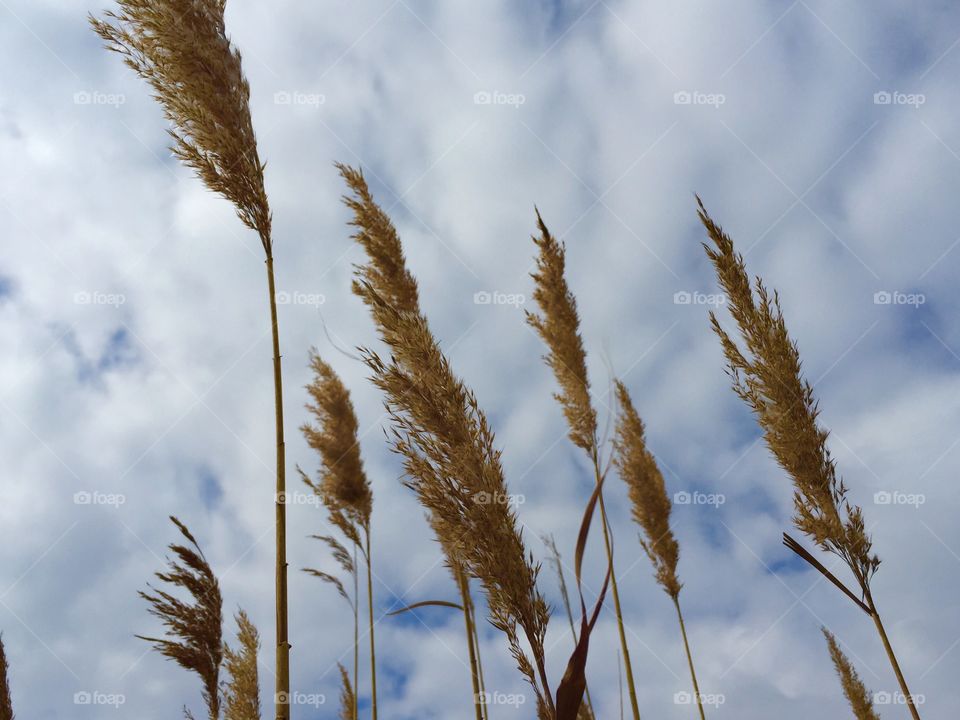 Plant against cloudy sky