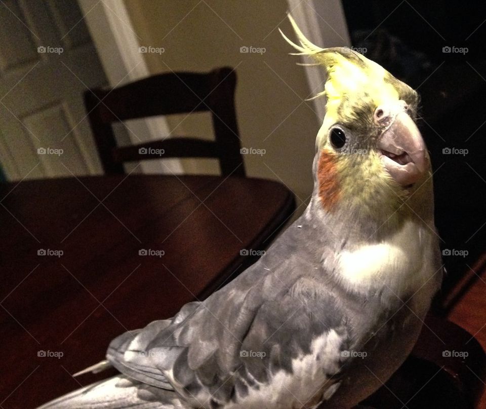 Cockatiel