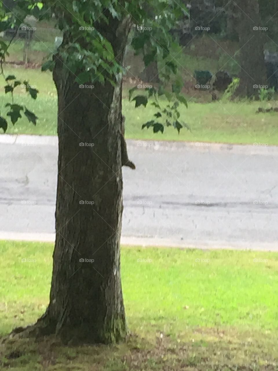Squirrel in the rain 