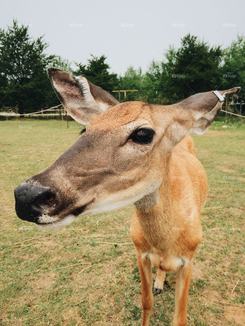 Deer at park