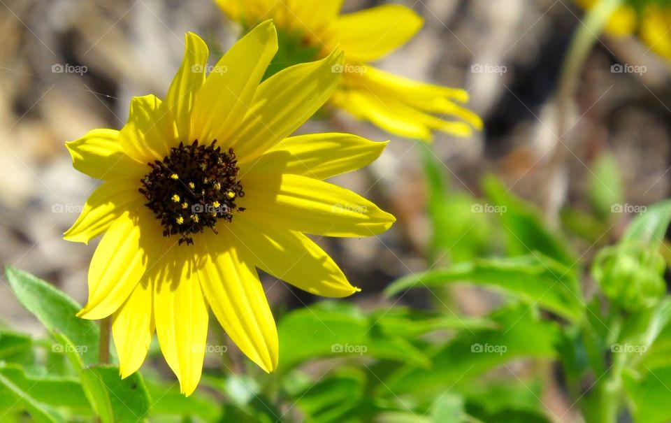 Yellow wildflower 