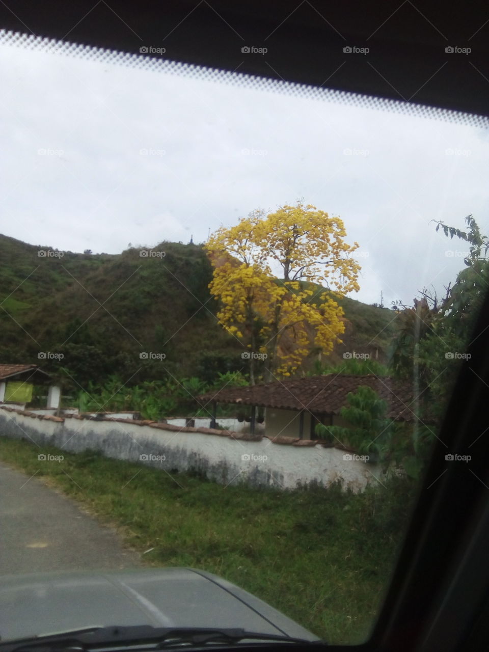 arbol amarillo entre las montañas