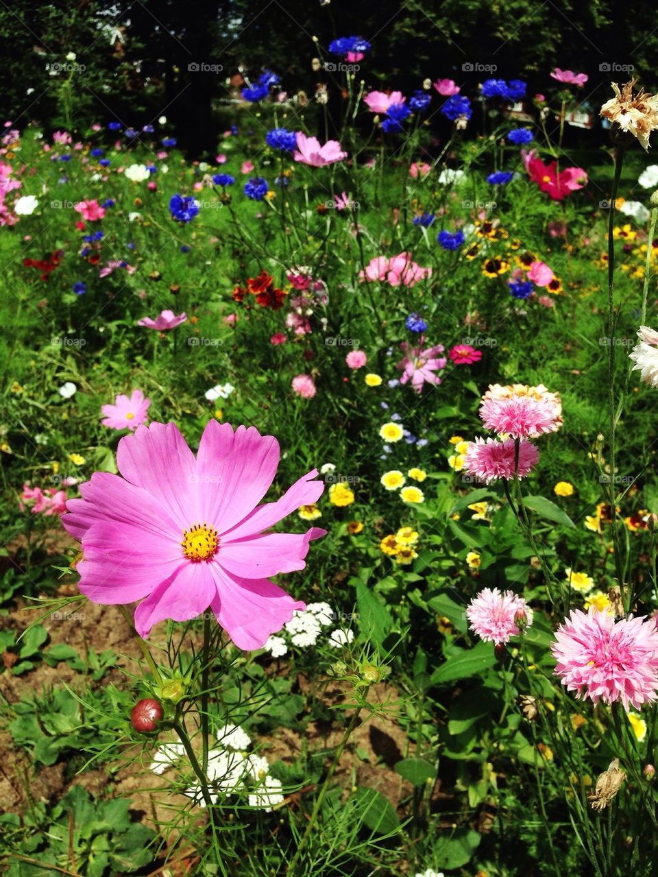 Wild flowers