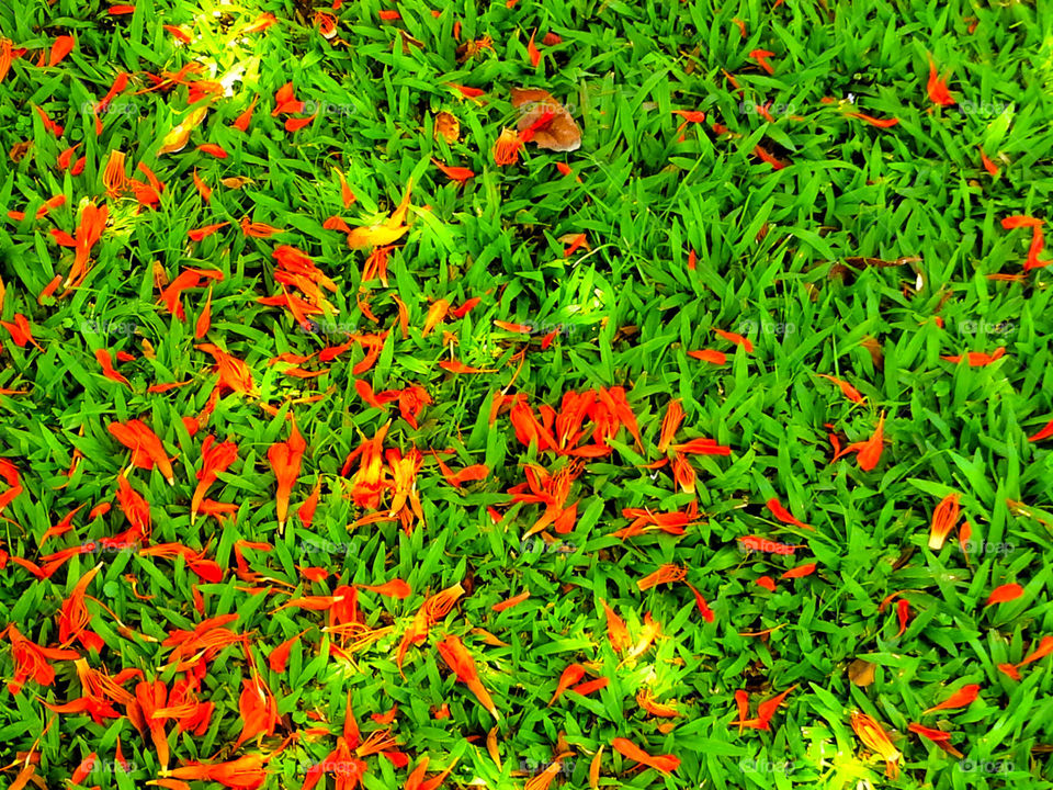Textured grasses on field