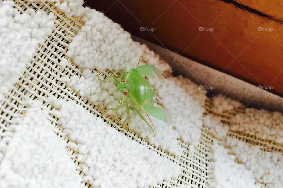 green flying insect 