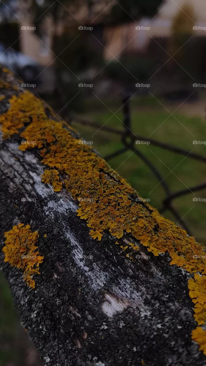 moss