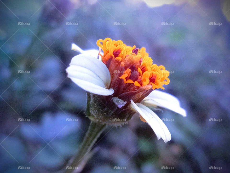 macro shot of tiny wild flower, white petal and yellow pollen grains, Nepal