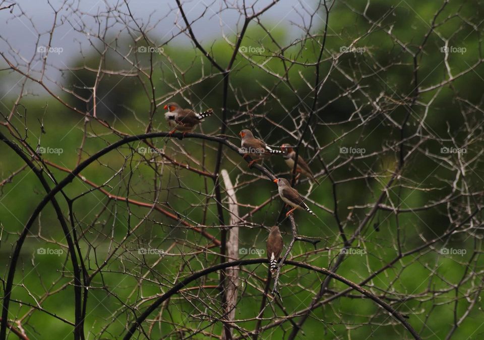 Group of timor zebra finch. Looking on member of four male and one female of its. They're good in wisdom for branched a long times at the dryng bush . They keep good distancing with other group of munia at the times.
