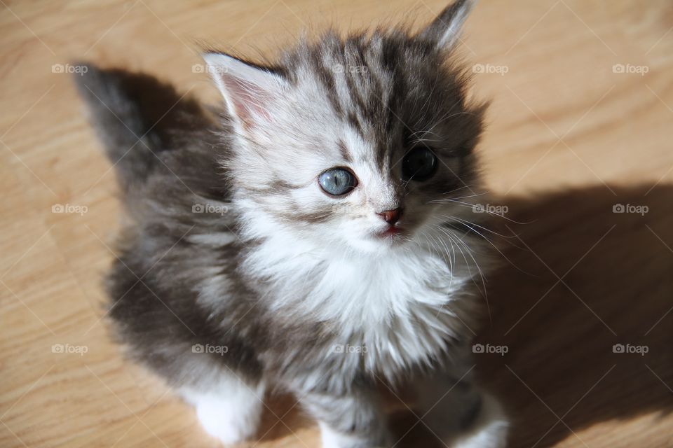 kitten with big blue eyes