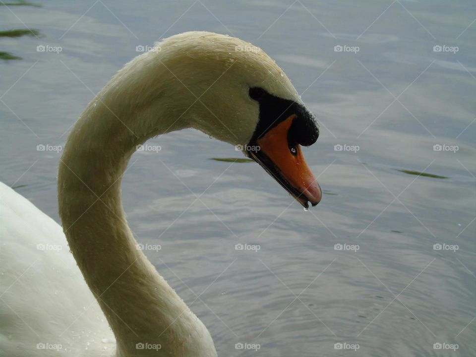 Beautiful swan, elegant, Needham Lake UK