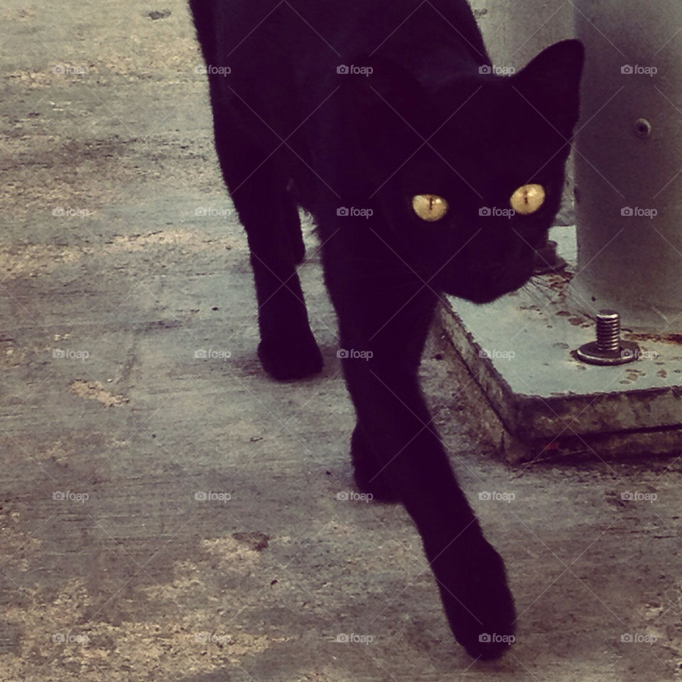 black cat mammals eyes by kerubin