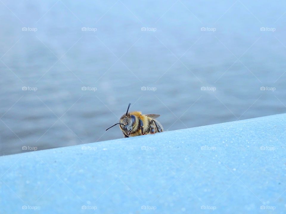 Bee close up photo taken on the bridge through Daugava river in Riga city