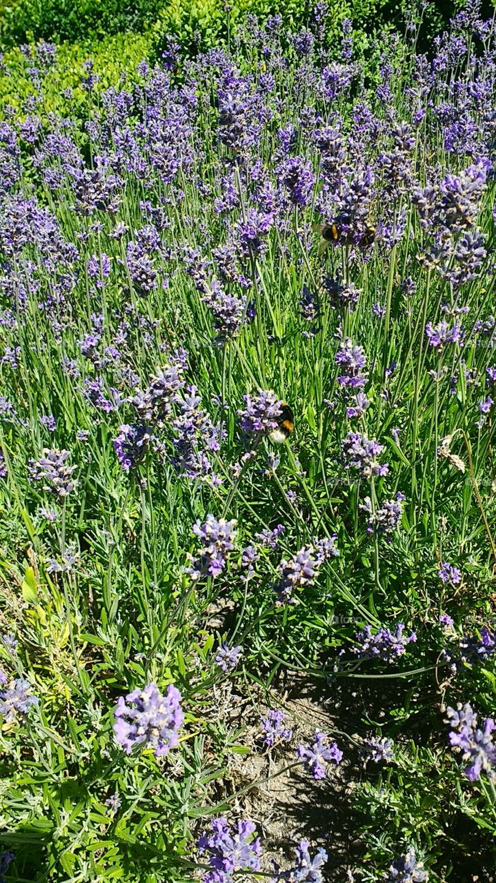 lavender blooming flowers Flora