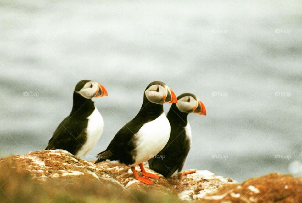 Puffins in Iceland