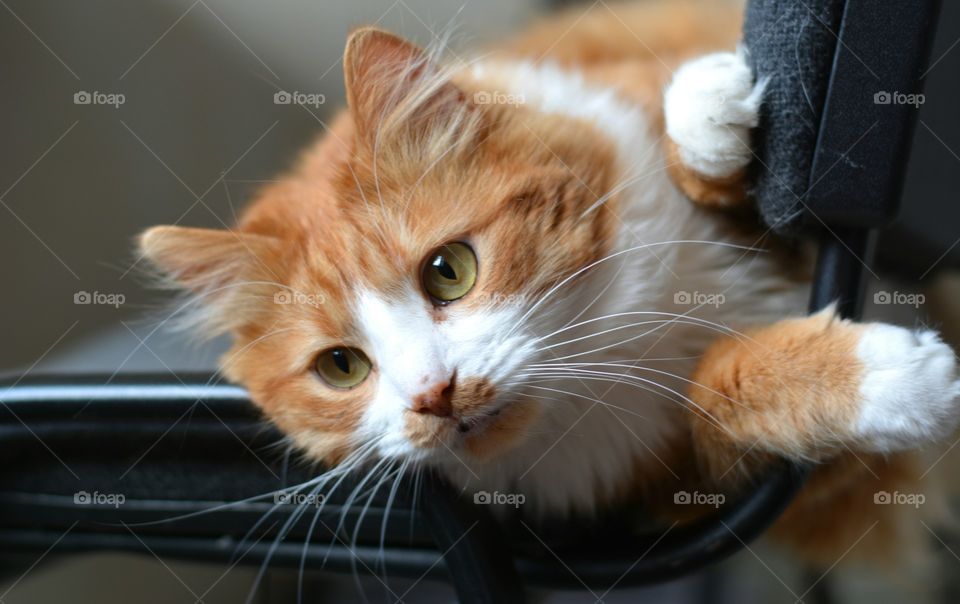 Cat, Pet, Cute, Kitten, Domestic