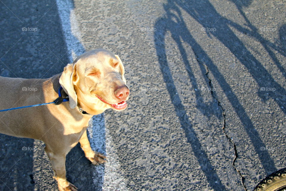 sunday happy dog