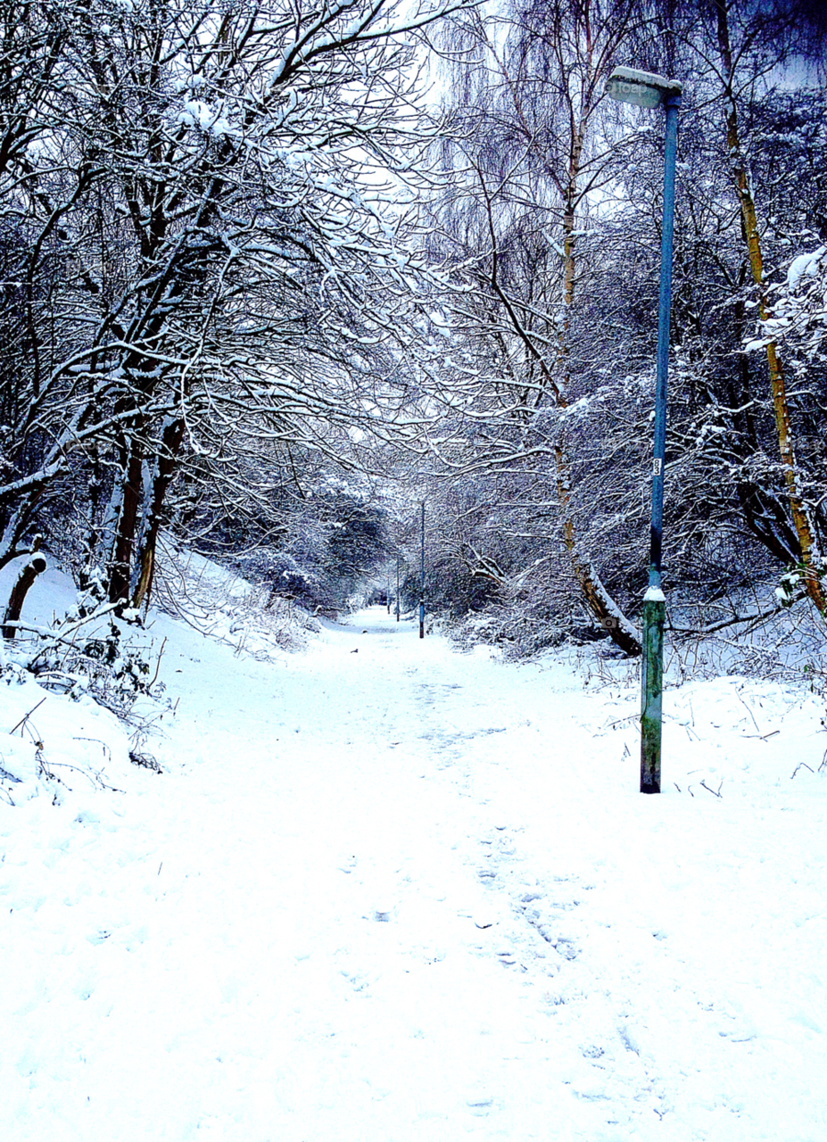 snow landscape pretty trees by emma.fulford