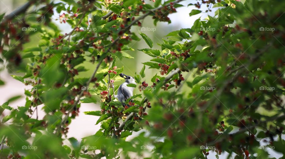 bird eating berries