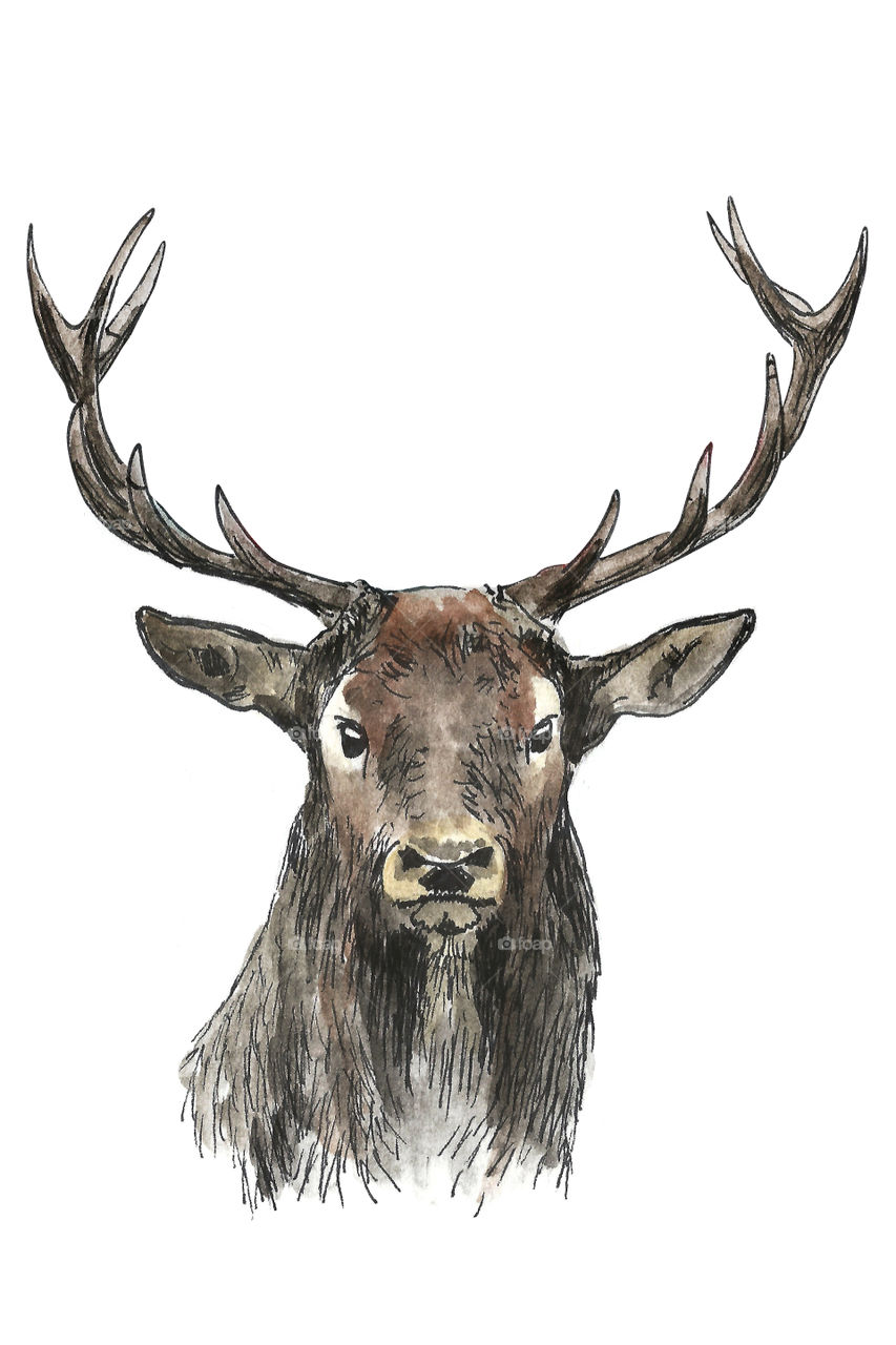 Illustration Deer