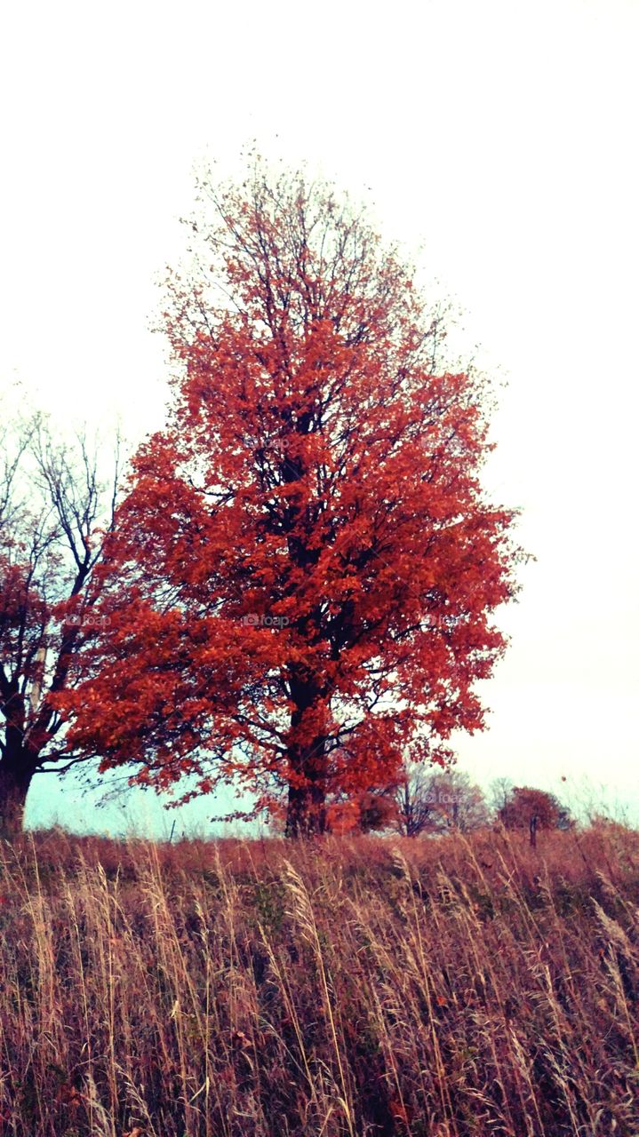 Autumn Tree