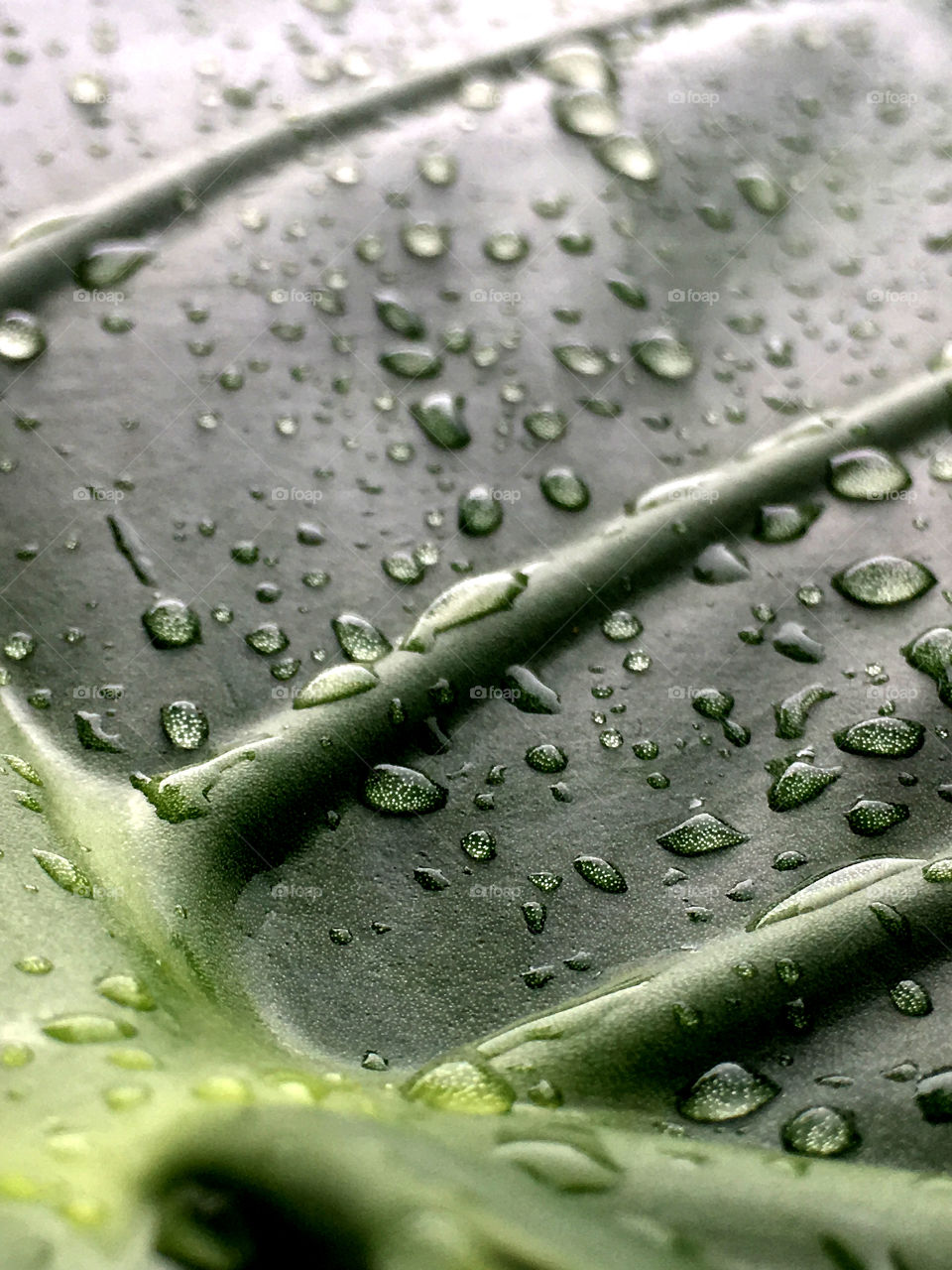 Droplets on an elephant ear