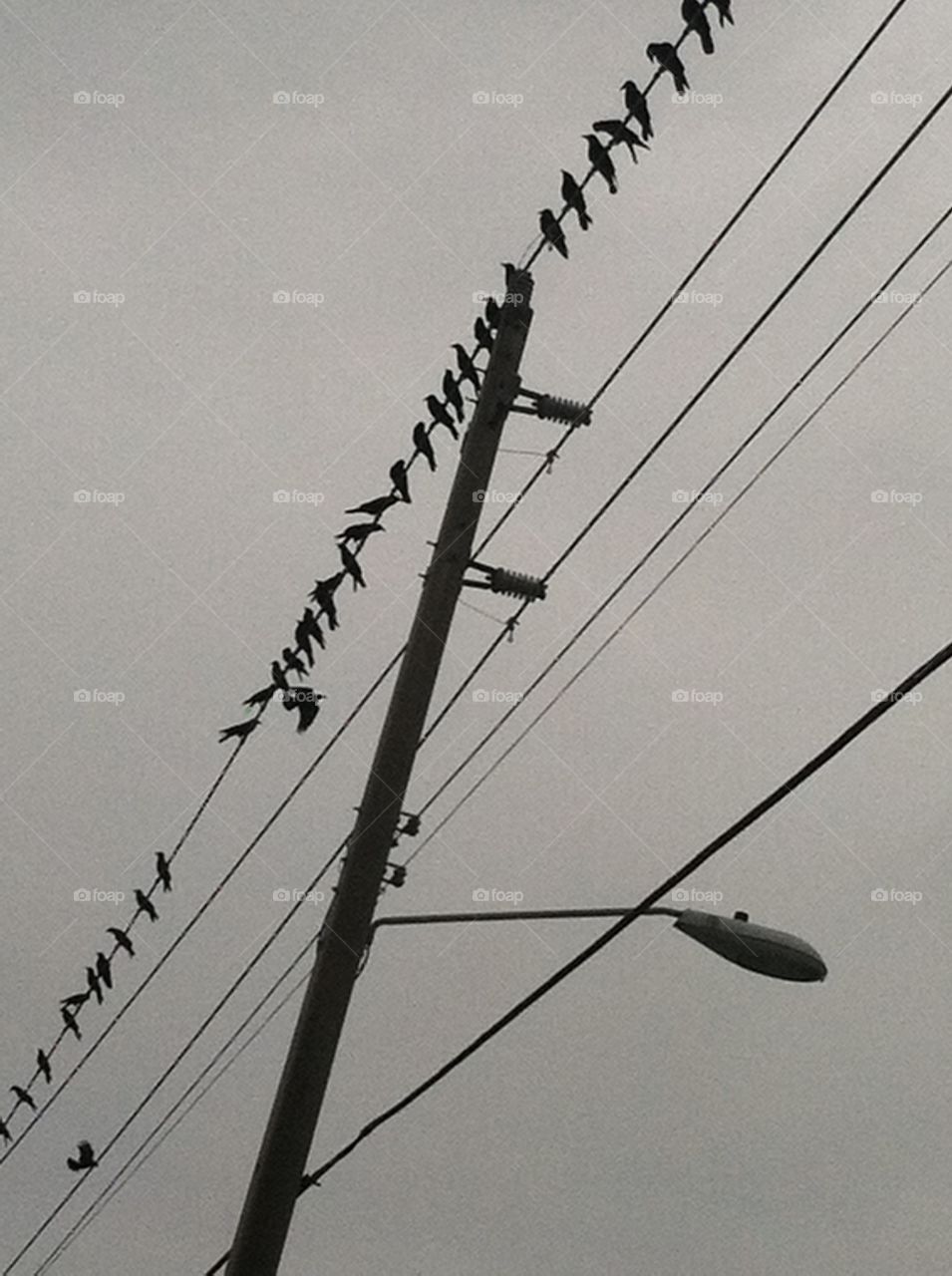 Birds on wire. Birds on a wire