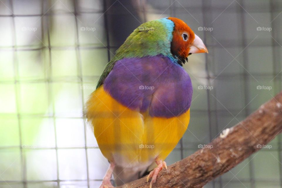 A gouldian finch, it’s adorable face cutely curious and wondrous, through the matted wires of its aviary