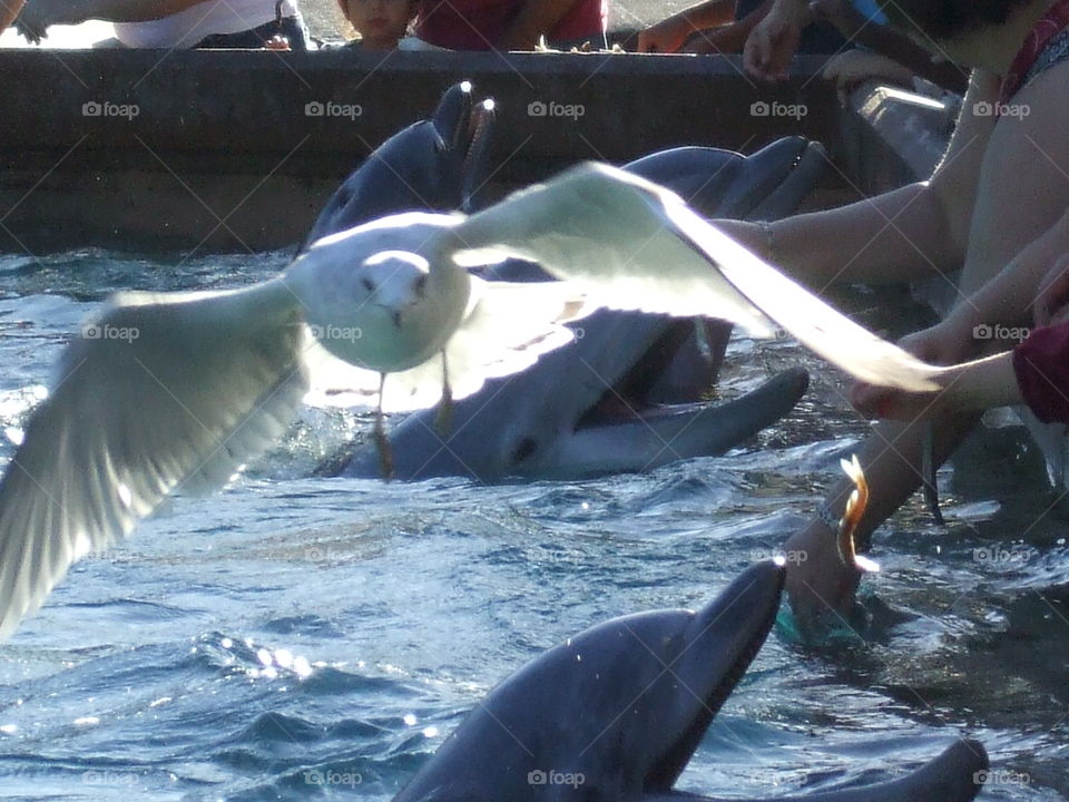 Photo bombing... . seagull wants the attention in a dolphin pic! 