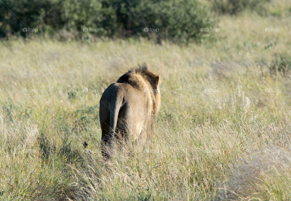 Male lion on a walkabout 