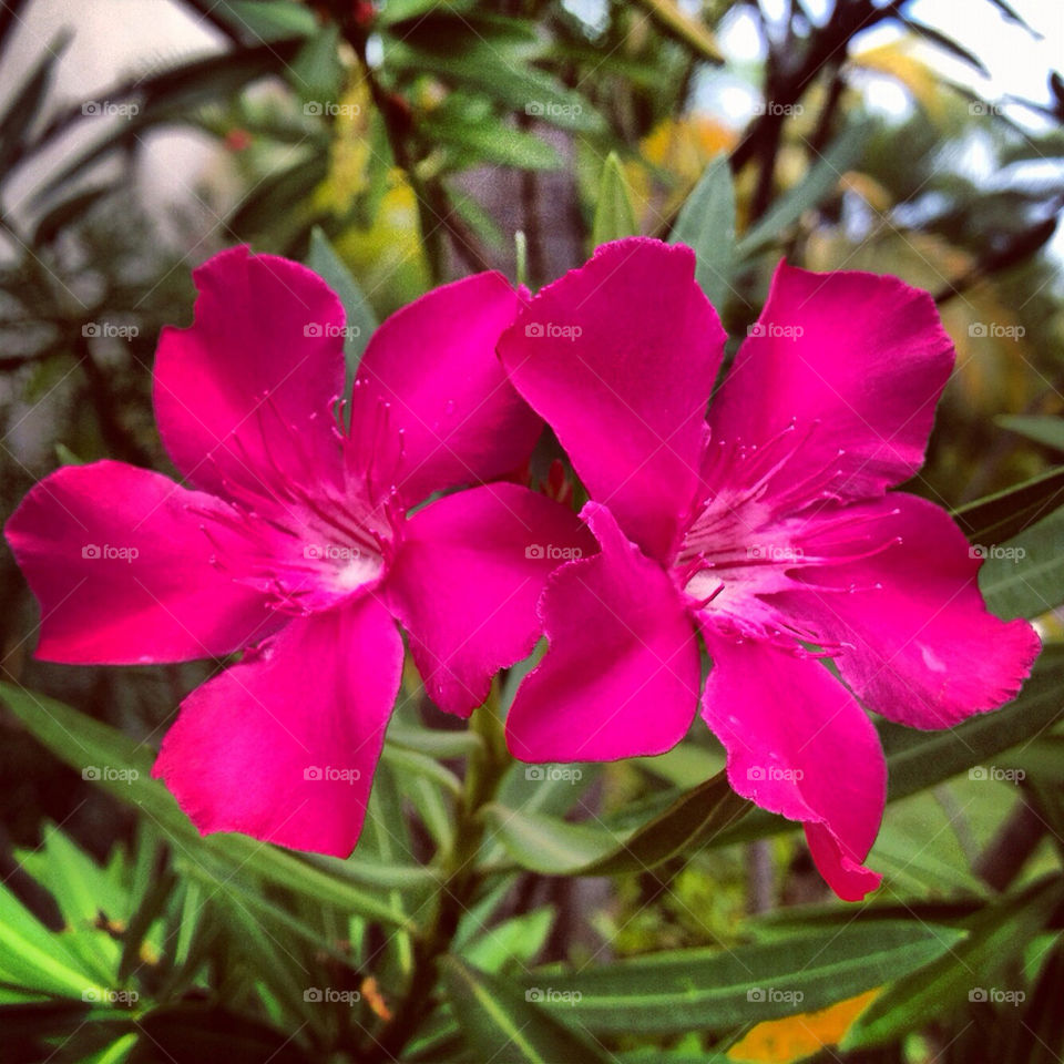 Flowers on the island.