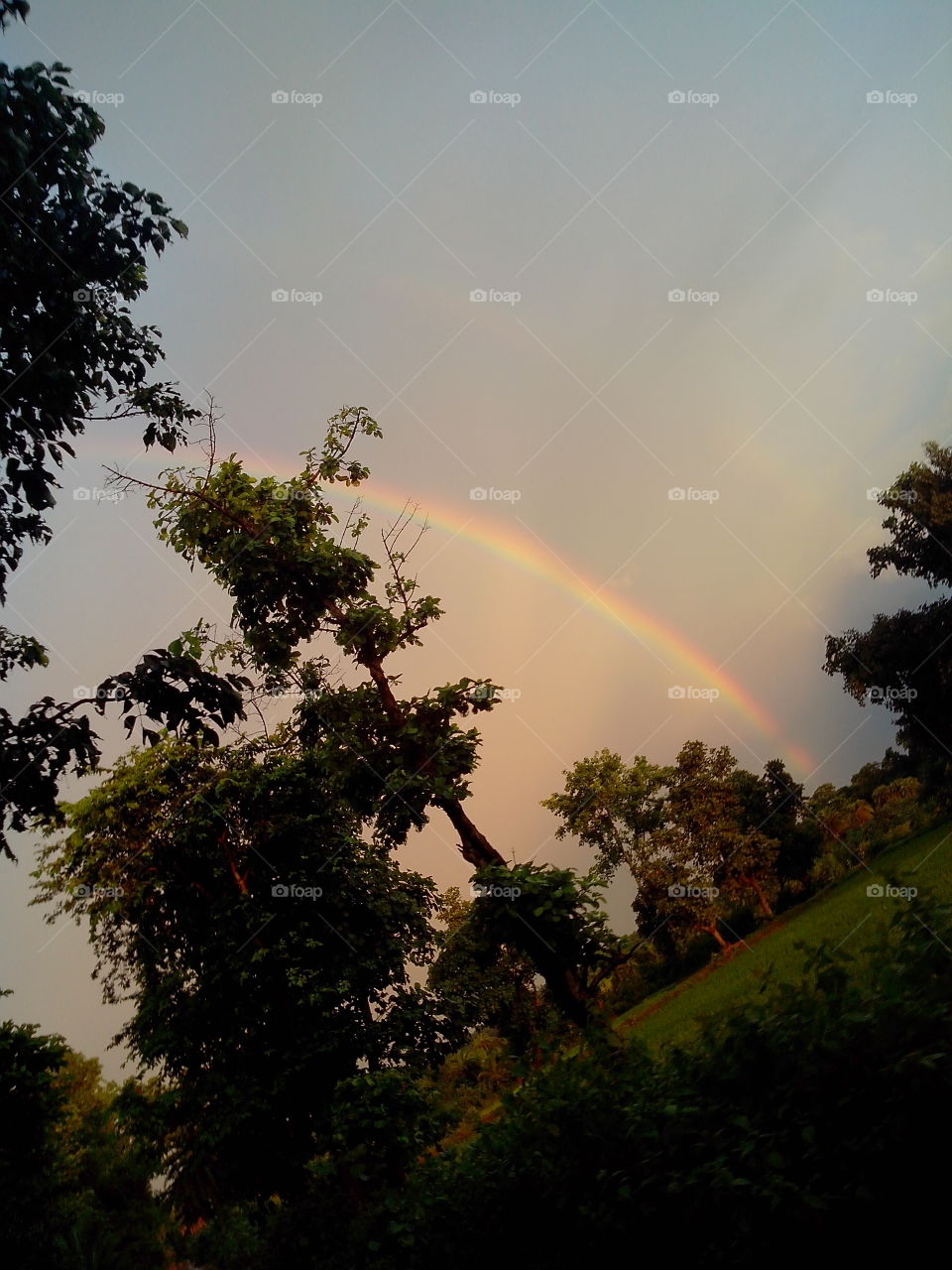 Rainbow