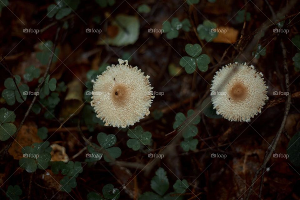 Mushrooms in a autumn sunny forest