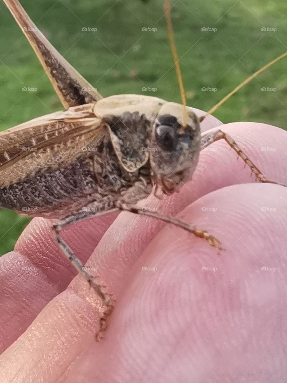 saltamontes en todo su esplendor