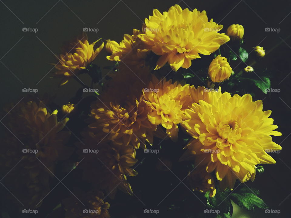 Golden-daisy. Golden-daisy flowers on dark background