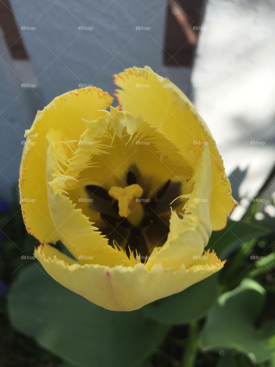 Tulipaner - fra min have 