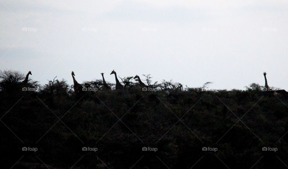 Wild giraffes in silhouette on a ridge line in Lakipia county in Kenya