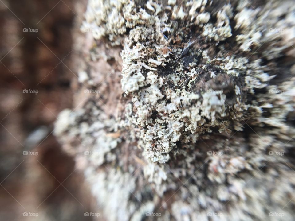 Abstract tree bark macro