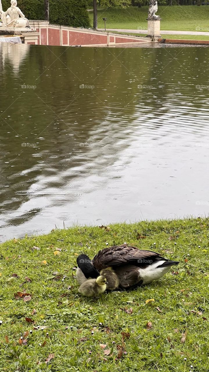 goose mom by the river with her yellow goslings