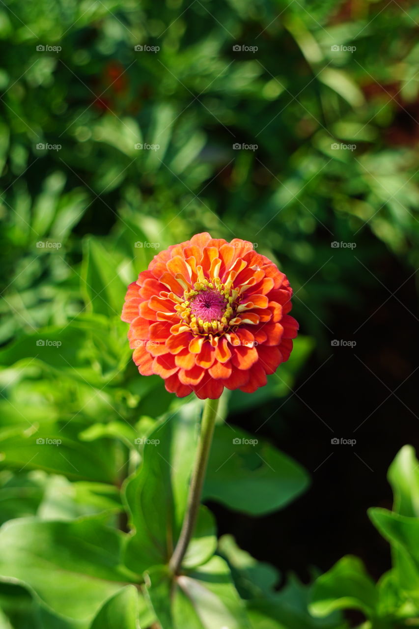A coral colored zinnia. 