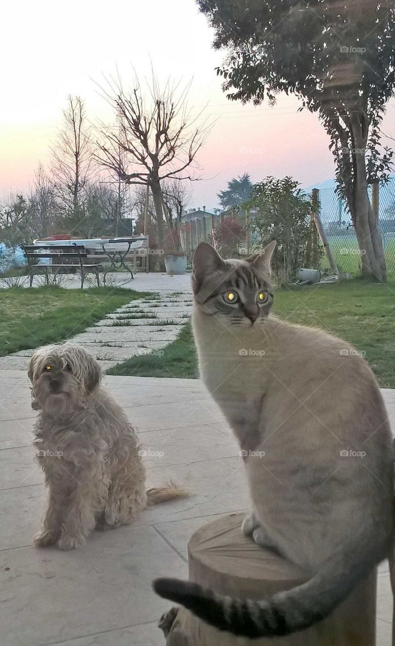 my cat and my dog waiting to enter home